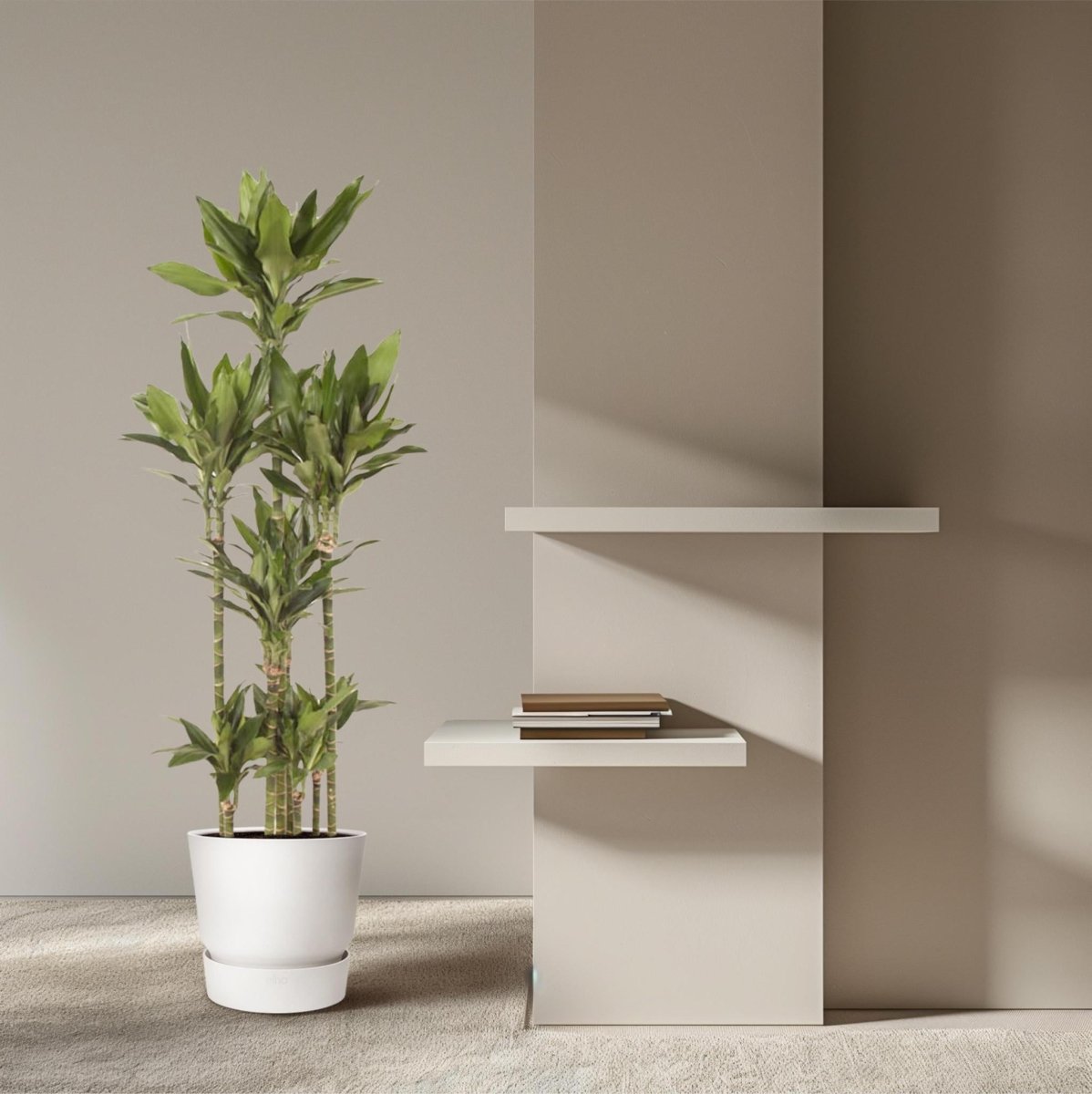 Dracaena Janet Lind Carrousel | XL 3 - LushLeaf | Online planten bestellen
