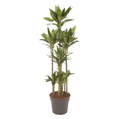 Dracaena Janet Lind Carrousel | XL 1 - LushLeaf | Online planten bestellen