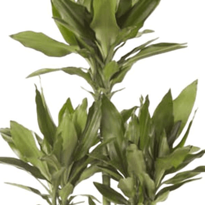Dracaena Janet Lind Carrousel | XL 2 - LushLeaf | Online planten bestellen