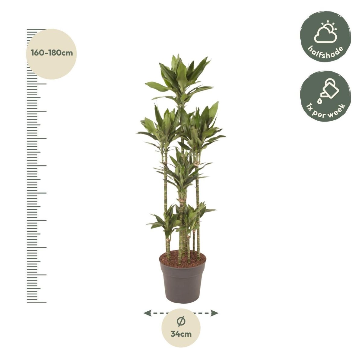Dracaena Janet Lind Carrousel | XL 4 - LushLeaf | Online planten bestellen