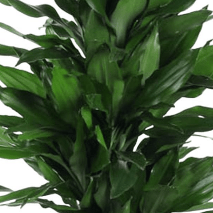 Dracaena Janet Lind vertakt | XL 2 - LushLeaf | Online planten bestellen