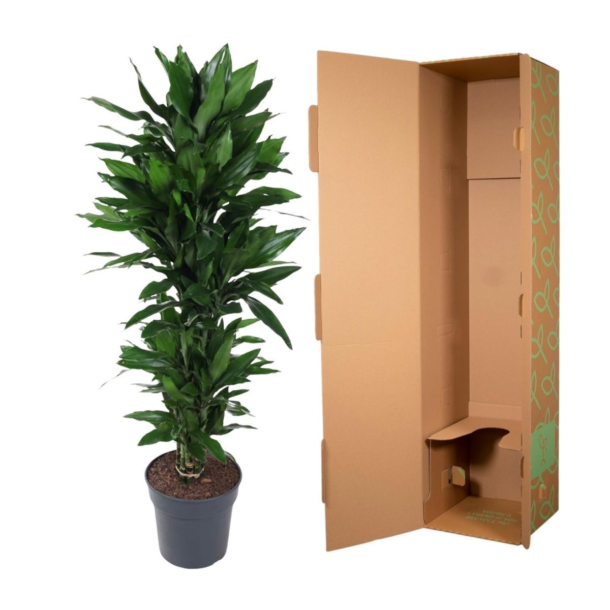 Dracaena Janet Lind vertakt | XL 5 - LushLeaf | Online planten bestellen