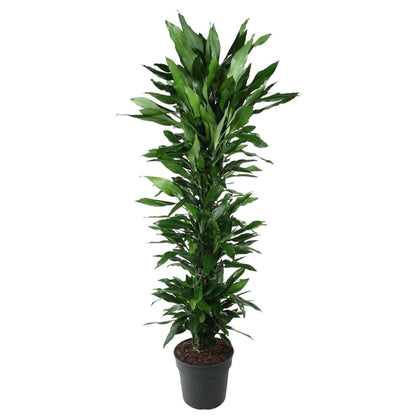 Dracaena Janet Lind vertakt | XL 6 - LushLeaf | Online planten bestellen