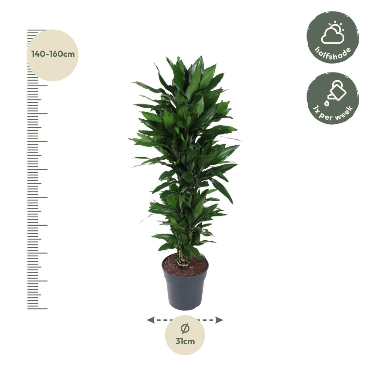 Dracaena Janet Lind vertakt | XL 4 - LushLeaf | Online planten bestellen