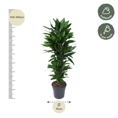 Dracaena Janet Lind vertakt | XL 4 - LushLeaf | Online planten bestellen