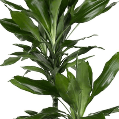 Dracaena Janet Lind | XL 2 - LushLeaf | Online planten bestellen