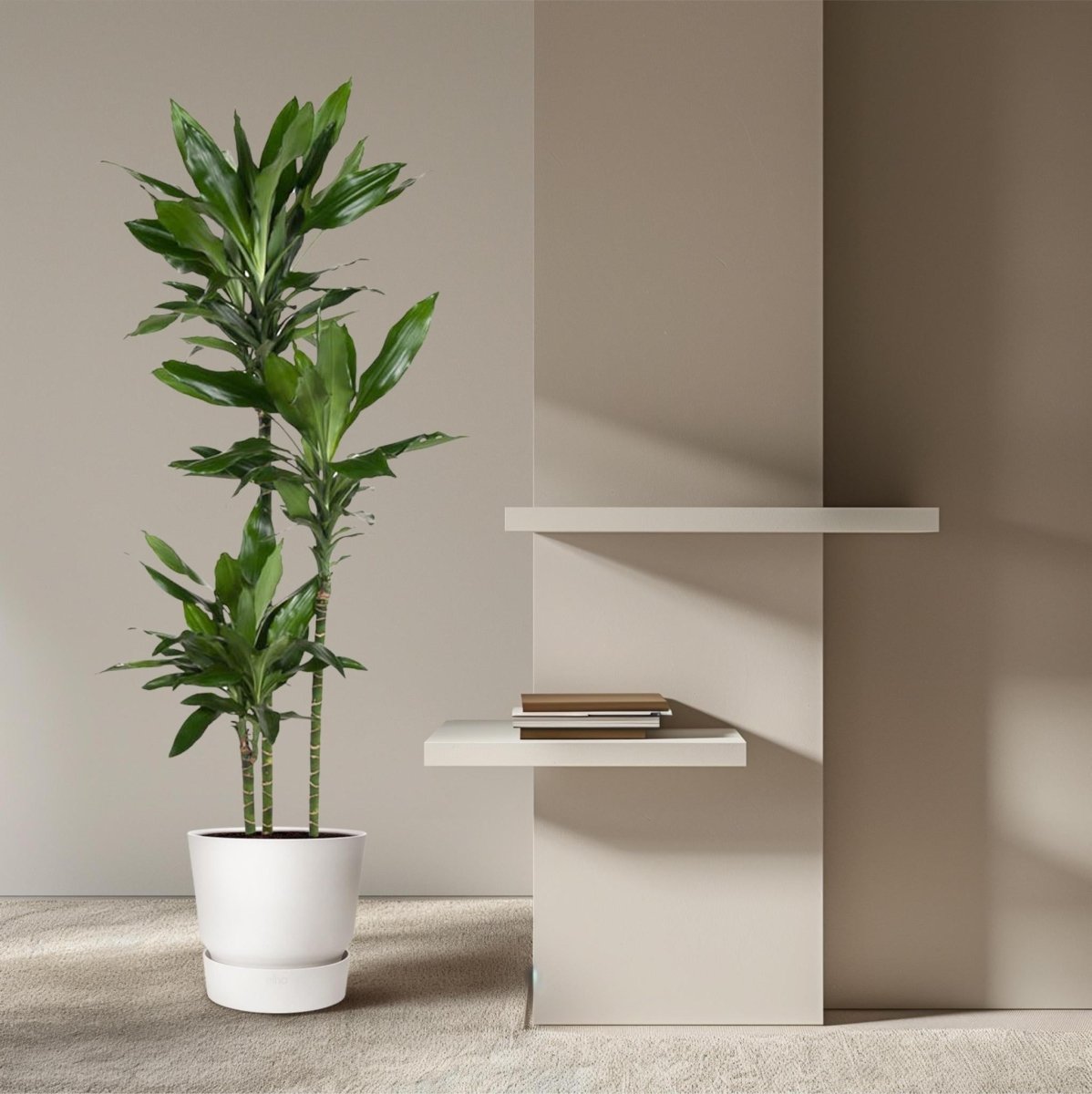 Dracaena Janet Lind | XL 3 - LushLeaf | Online planten bestellen