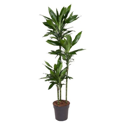 Dracaena Janet Lind | XL 1 - LushLeaf | Online planten bestellen