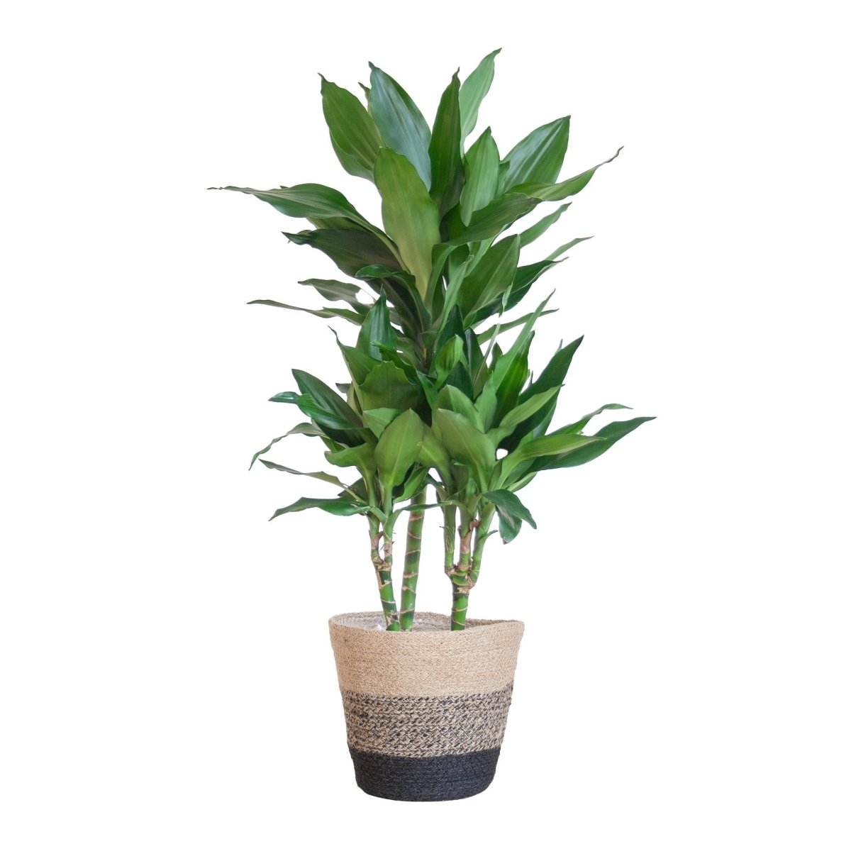 Dracaena Janet Lindt met pot 4 - LushLeaf | Online planten bestellen