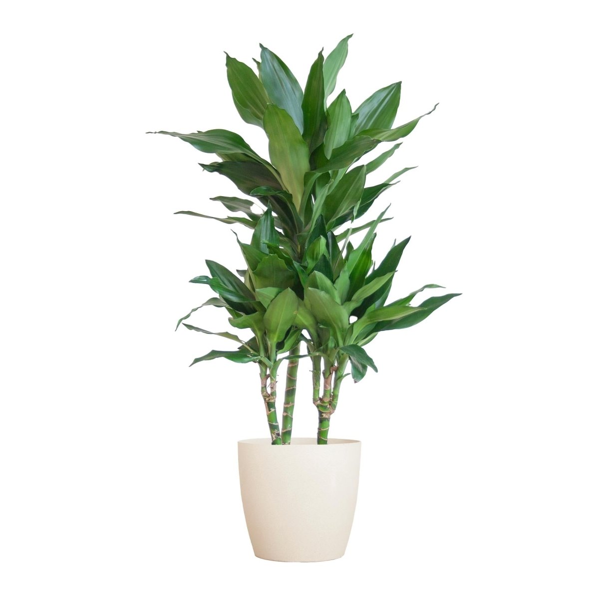 Dracaena Janet Lindt met pot 6 - LushLeaf | Online planten bestellen