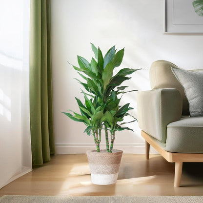 Dracaena Janet Lindt met pot 3 - LushLeaf | Online planten bestellen