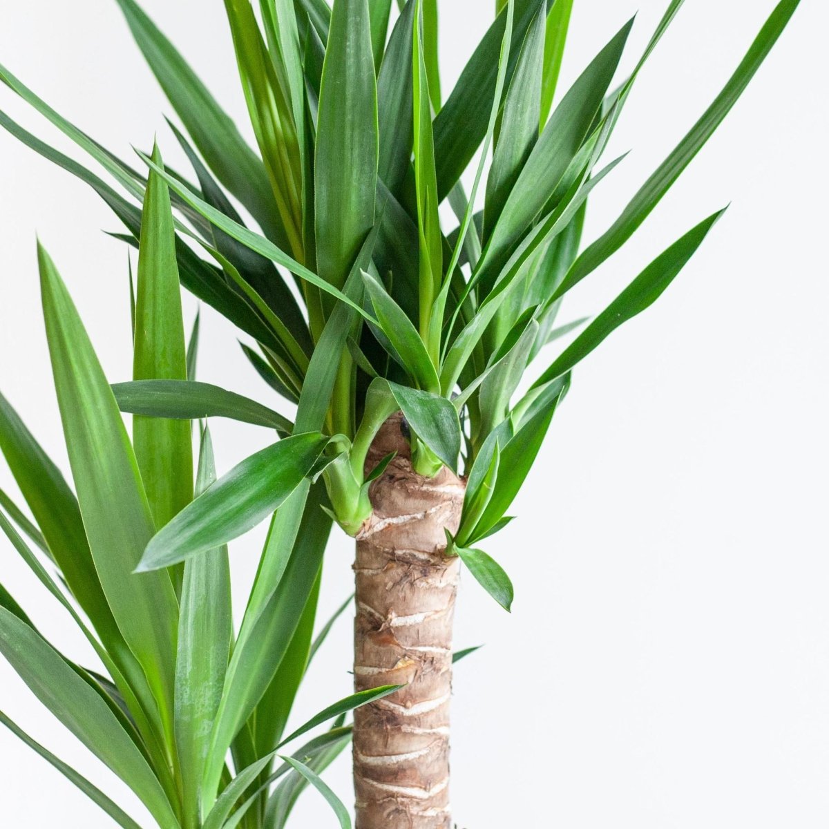 Dracaena Janet Lindt met pot 2 - LushLeaf | Online planten bestellen