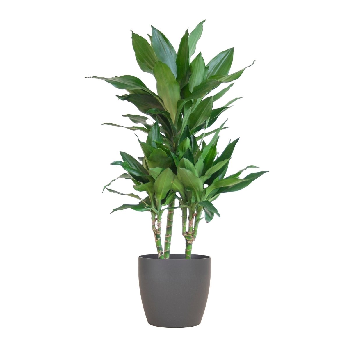 Dracaena Janet Lindt met pot 7 - LushLeaf | Online planten bestellen