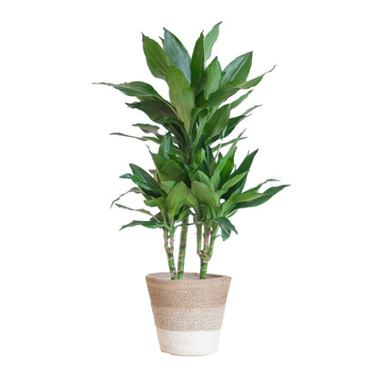 Dracaena Janet Lindt met pot 1 - LushLeaf | Online planten bestellen