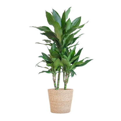 Dracaena Janet Lindt met pot 5 - LushLeaf | Online planten bestellen