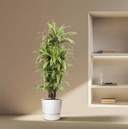 Dracaena Lemon Lime | XL 3 - LushLeaf | Online planten bestellen
