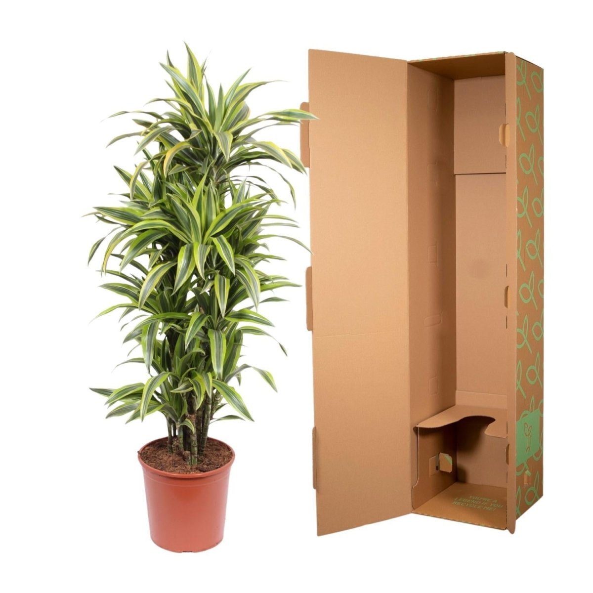 Dracaena Lemon Lime | XL 5 - LushLeaf | Online planten bestellen
