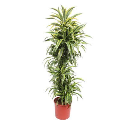Dracaena Lemon Lime | XL 6 - LushLeaf | Online planten bestellen