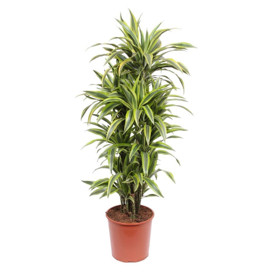 Dracaena Lemon Lime | XL 1 - LushLeaf | Online planten bestellen