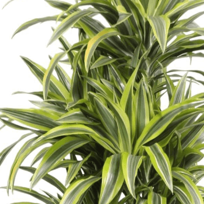 Dracaena Lemon Lime | XL 2 - LushLeaf | Online planten bestellen