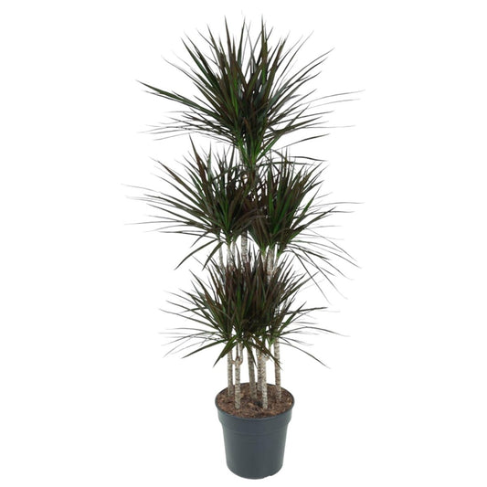 Dracaena Magenta 6 - LushLeaf | Online planten bestellen