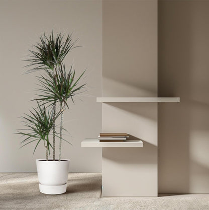 Dracaena Magenta 3 - LushLeaf | Online planten bestellen