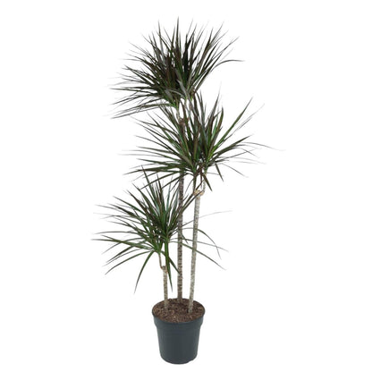 Dracaena Magenta 1 - LushLeaf | Online planten bestellen