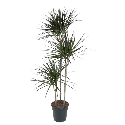 Dracaena Magenta 1 - LushLeaf | Online planten bestellen