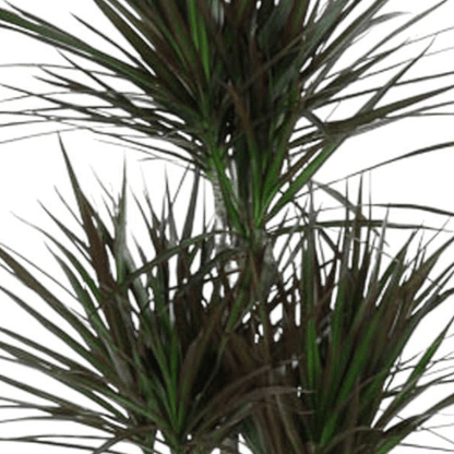 Dracaena Magenta Carrousel 2 - LushLeaf | Online planten bestellen