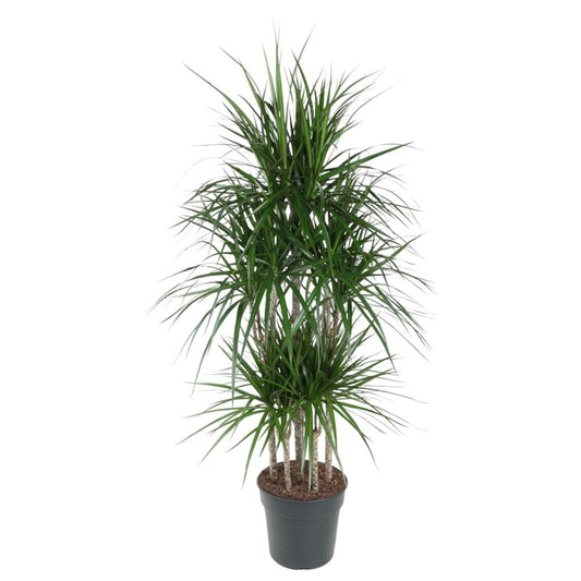 Dracaena Marginata Carrousel 1 - LushLeaf | Online planten bestellen