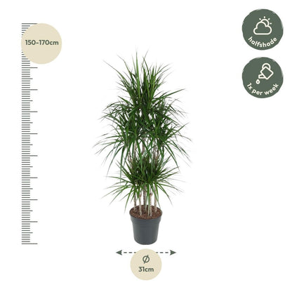 Dracaena Marginata Carrousel 4 - LushLeaf | Online planten bestellen