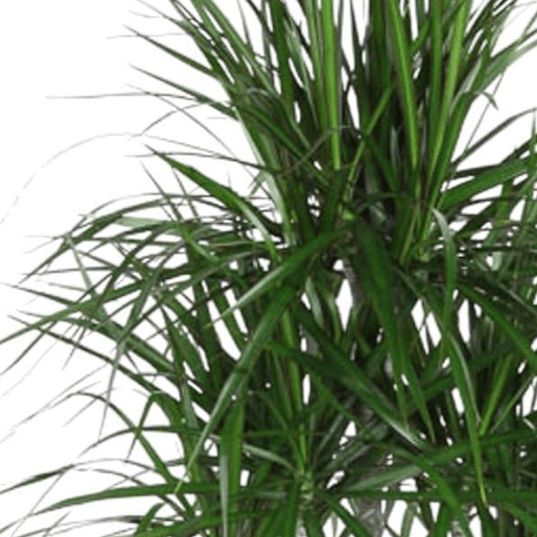 Dracaena Marginata Carrousel 2 - LushLeaf | Online planten bestellen