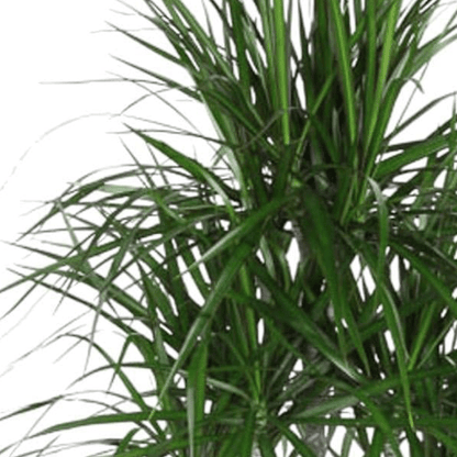 Dracaena Marginata Carrousel 2 - LushLeaf | Online planten bestellen