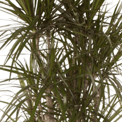 Dracaena Marginata vertakt | XL 2 - LushLeaf | Online planten bestellen