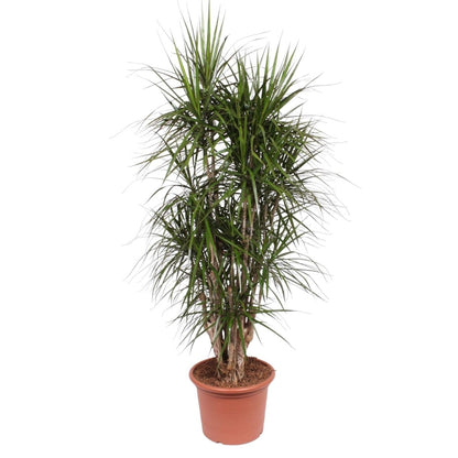 Dracaena Marginata vertakt | XL 7 - LushLeaf | Online planten bestellen