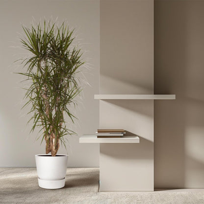 Dracaena Marginata vertakt | XL 3 - LushLeaf | Online planten bestellen
