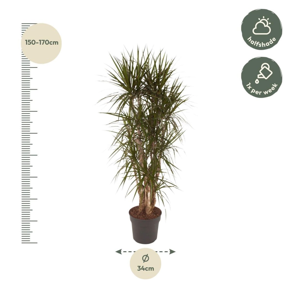 Dracaena Marginata vertakt | XL 4 - LushLeaf | Online planten bestellen