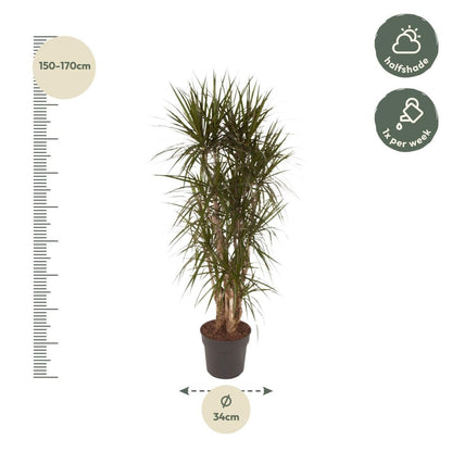 Dracaena Marginata vertakt | XL 4 - LushLeaf | Online planten bestellen
