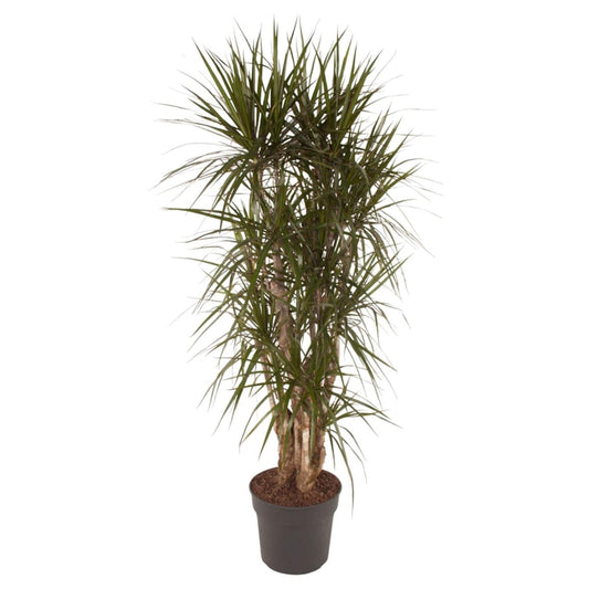 Dracaena Marginata vertakt | XL 1 - LushLeaf | Online planten bestellen
