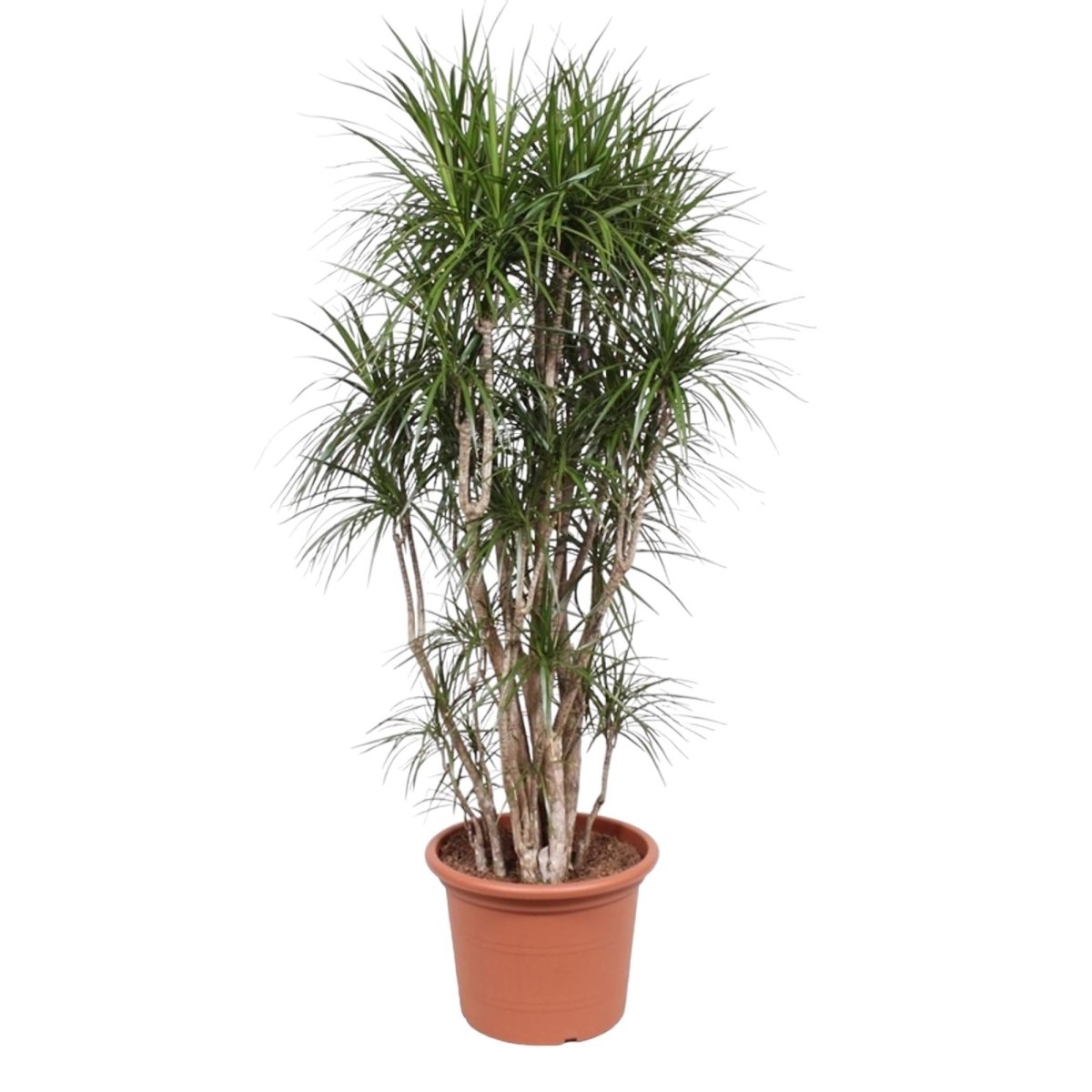 Dracaena Marginata vertakt | XL 8 - LushLeaf | Online planten bestellen