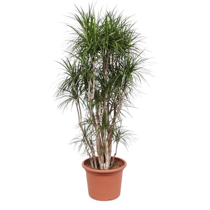 Dracaena Marginata vertakt | XL 8 - LushLeaf | Online planten bestellen