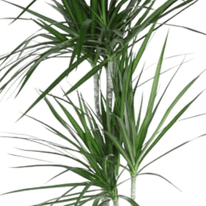 Dracaena Marginata | XL 2 - LushLeaf | Online planten bestellen