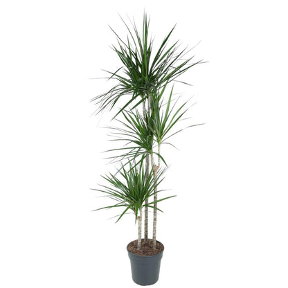 Dracaena Marginata | XL 1 - LushLeaf | Online planten bestellen