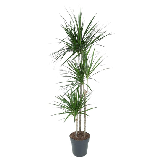 Dracaena Marginata | XL 1 - LushLeaf | Online planten bestellen