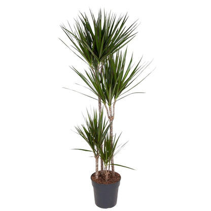 Dracaena Marginata | XL 6 - LushLeaf | Online planten bestellen