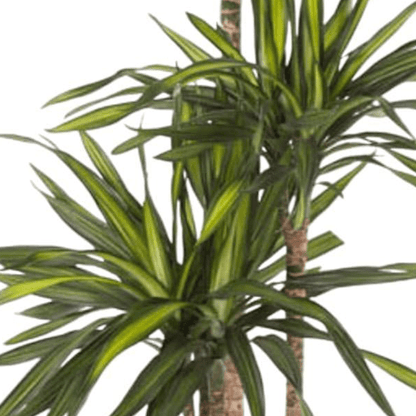 Dracaena Riki 2 - LushLeaf | Online planten bestellen