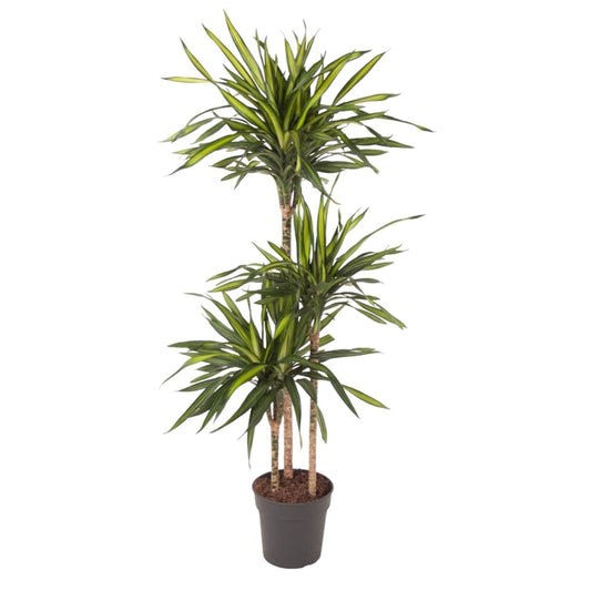 Dracaena Riki 1 - LushLeaf | Online planten bestellen