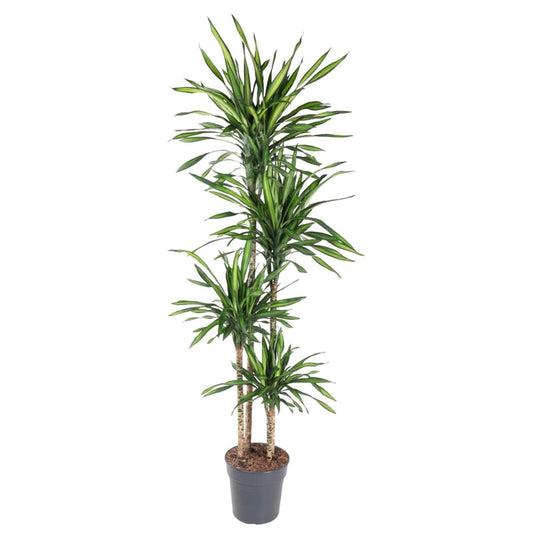 Dracaena Riki | XL 1 - LushLeaf | Online planten bestellen