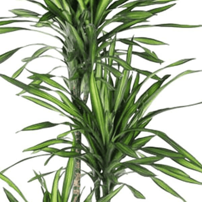 Dracaena Riki | XL 2 - LushLeaf | Online planten bestellen