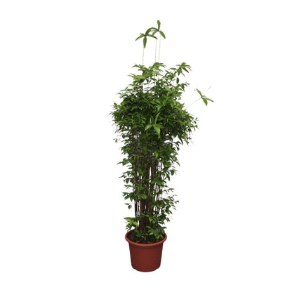 Dracaena Surculosa 6 - LushLeaf | Online planten bestellen